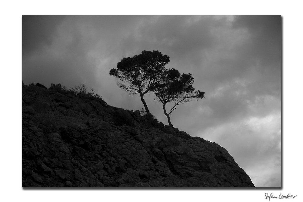 black trees on the sky