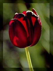 Black Tulip (02)