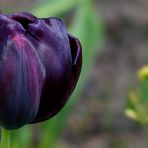 Black Tulip