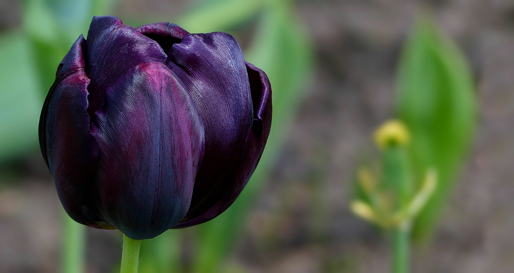 Black Tulip