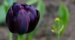 Black Tulip