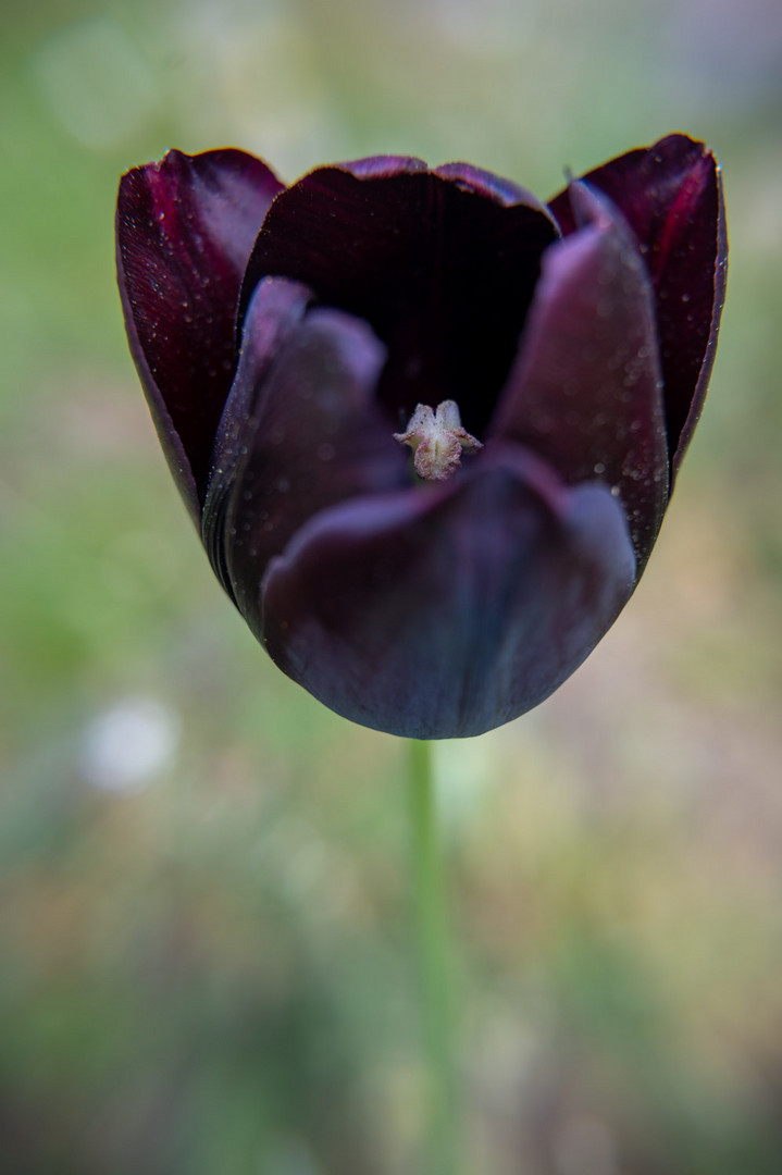 Black Tulip