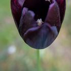 Black Tulip