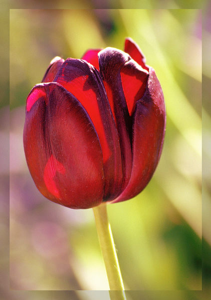 Black Tulip