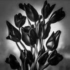 BLACK TULIPS