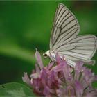 Black-veined Moth