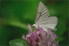 Black-veined Moth