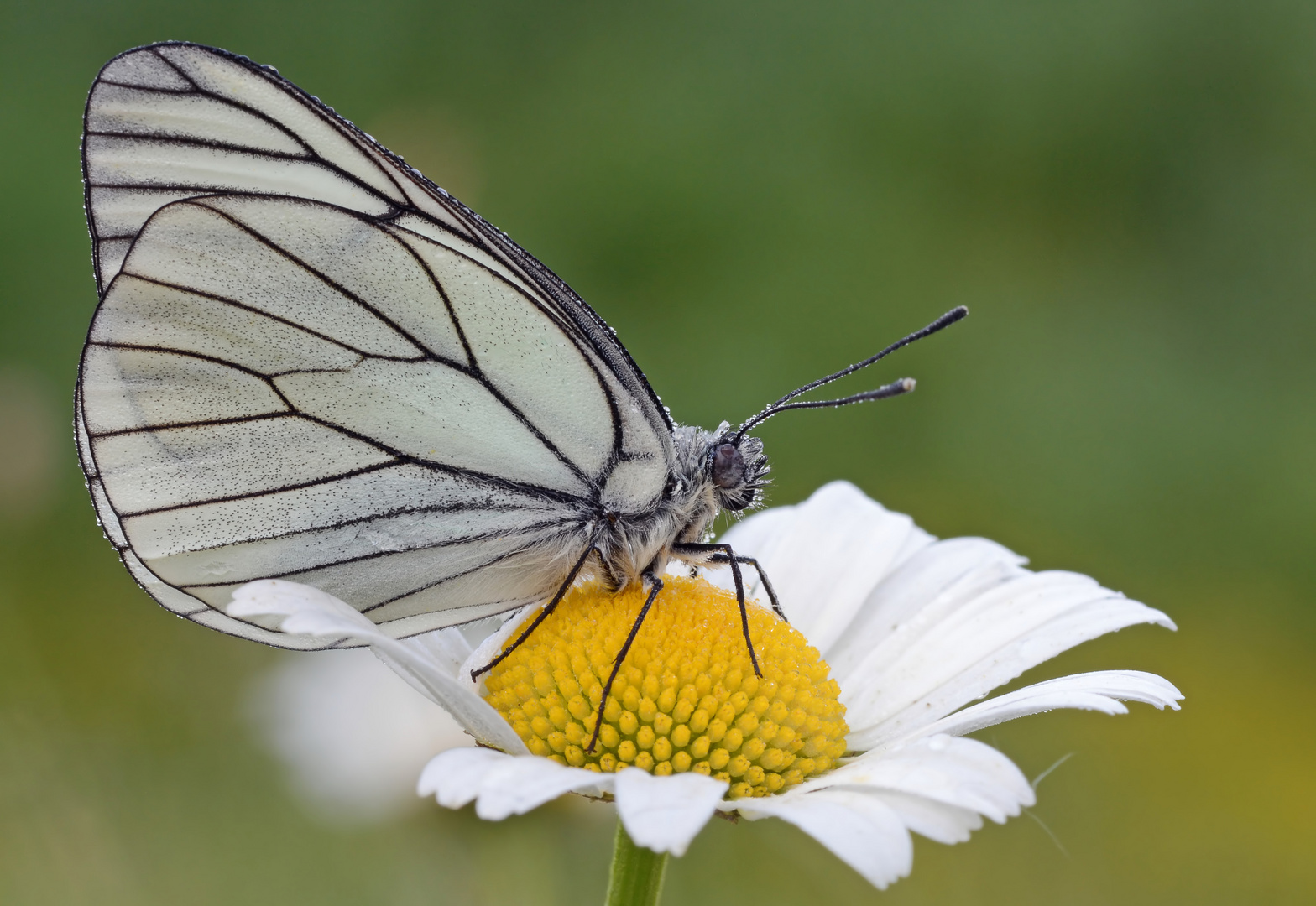 Black-veined White