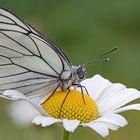 Black-veined White