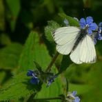 Black-veined White