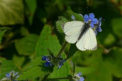 Black-veined White