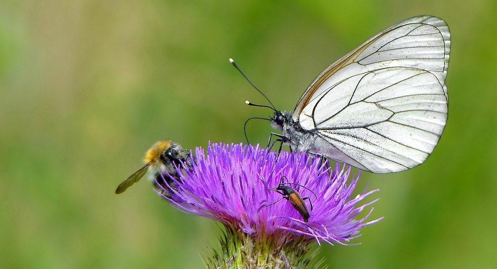 Black-veined White 