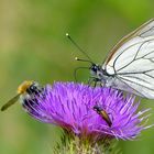 Black-veined White 