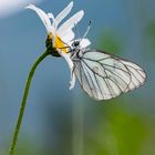 Black-veined white, Baumweißling, Hagtornsfjäril (Aporia crataegi)