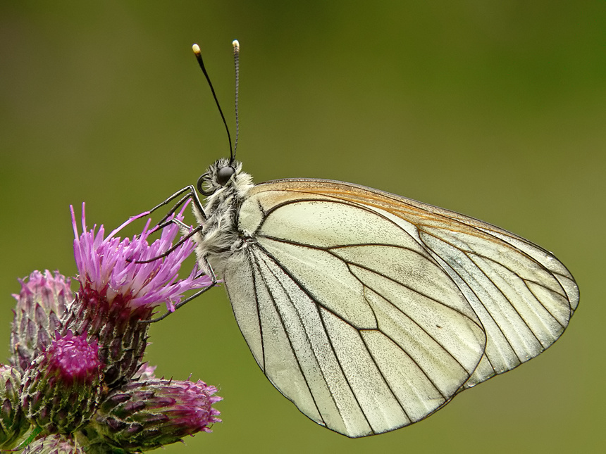 Black - veined White