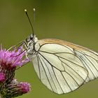 Black - veined White