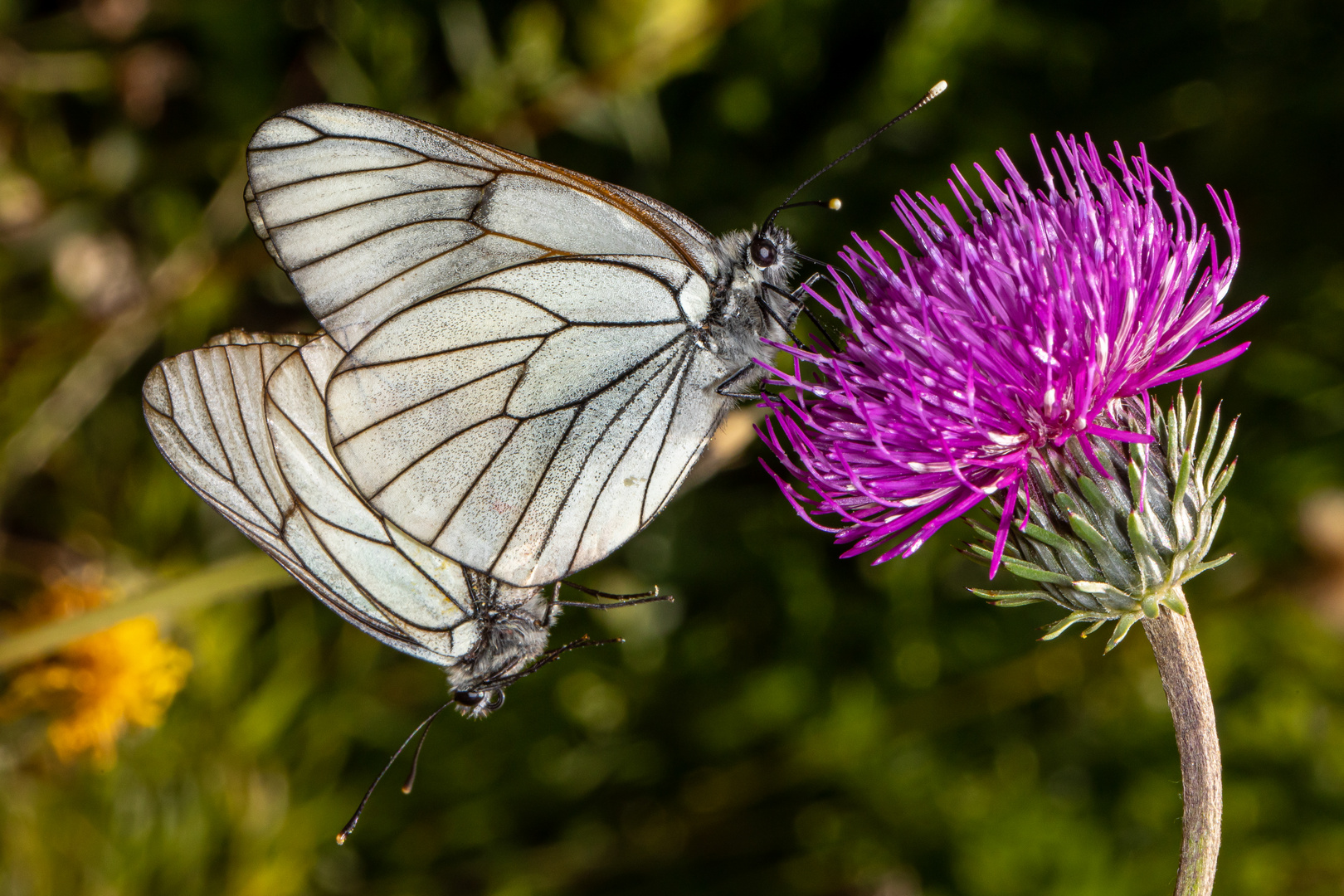 Black-veined White or Baumweissling (Aporia crataegi)