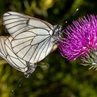 Black-veined White or Baumweissling (Aporia crataegi)