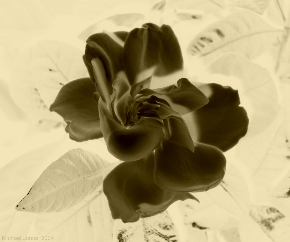 Black Velvet-Blossom