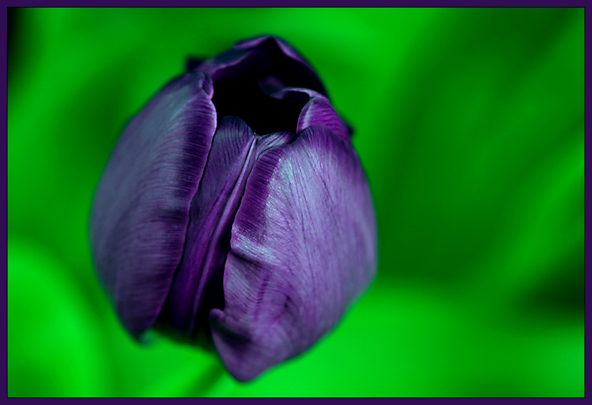 black violet