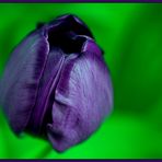 black violet