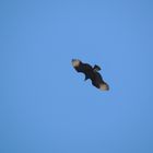 Black Vulture