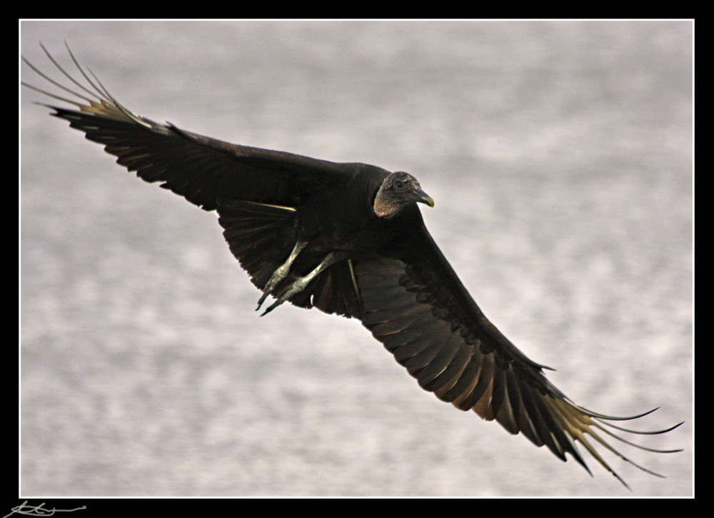 Black Vulture - ein ulkiger Vogel