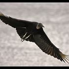 Black Vulture - ein ulkiger Vogel