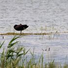 Black waterlily (Nymphaea nigra)