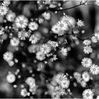 Black & White