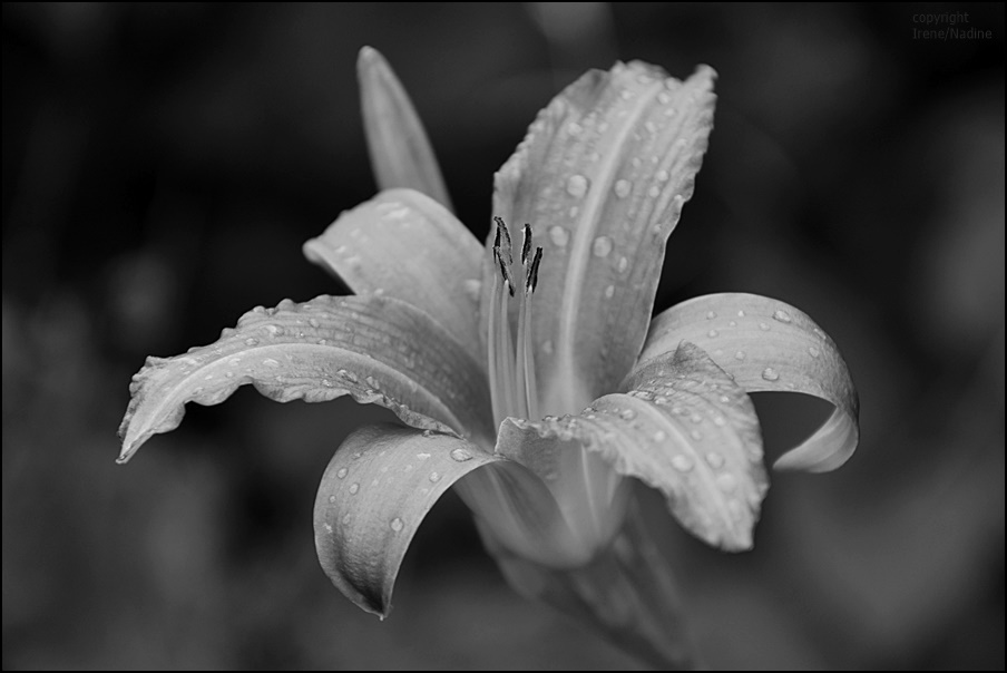 Black & White