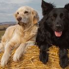 Black & White 2 - Golden Retriever - Mitteldeutscher Hütehund