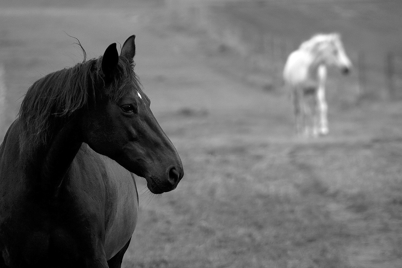 Black & White