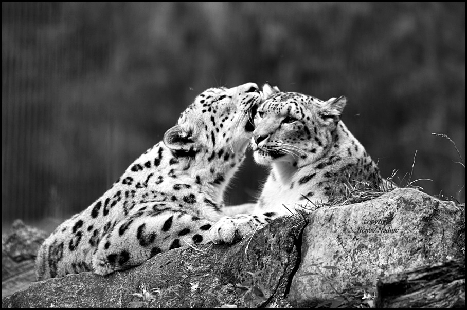 Black & White