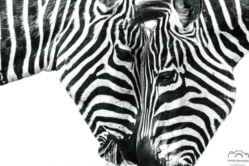 *** Black & White *** 