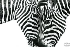 *** Black & White *** 