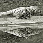 Black & White