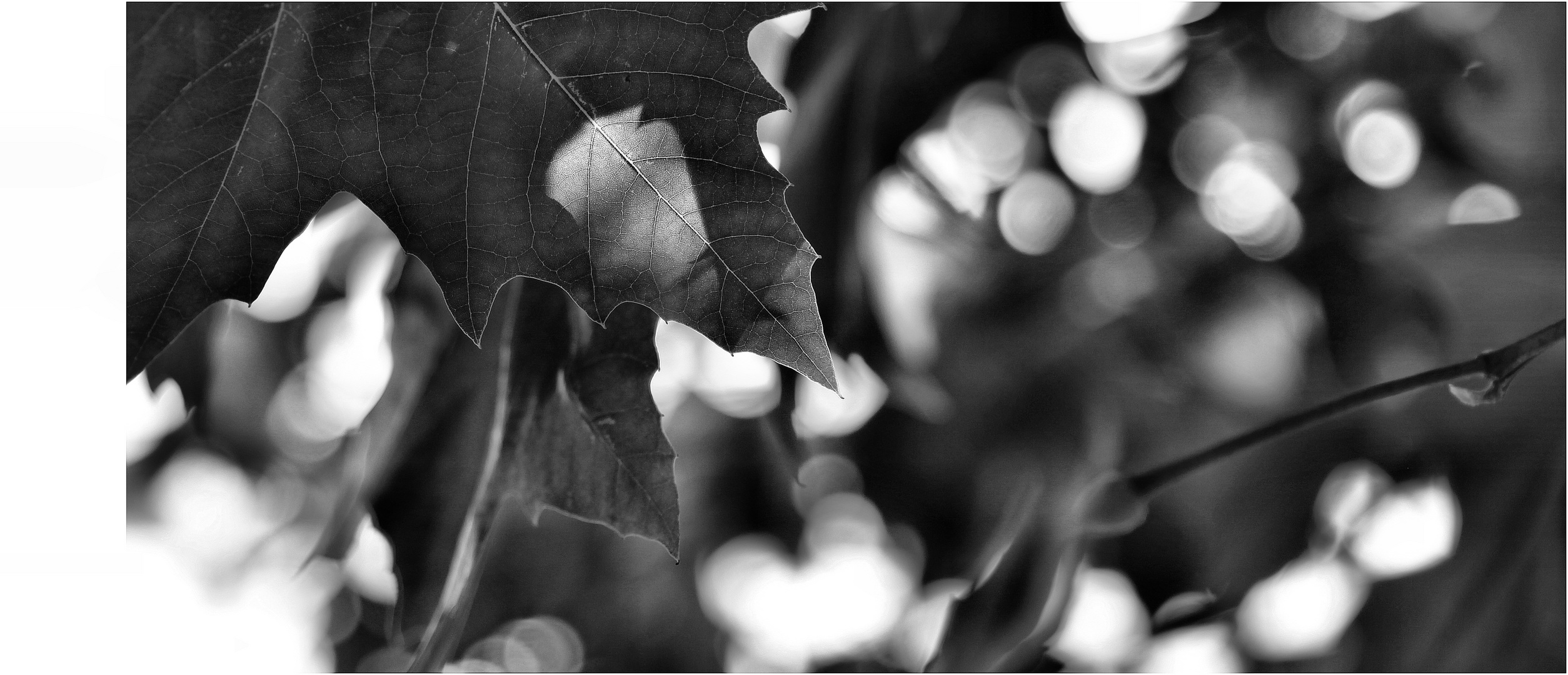 Black & White Autumn