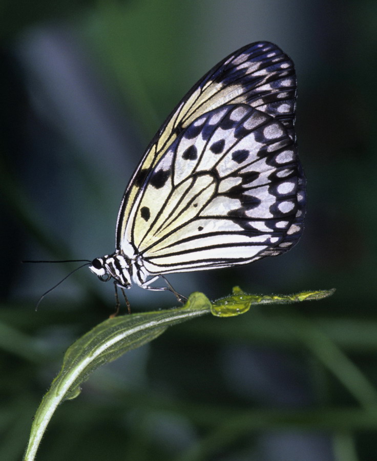 Black & White Butterfly