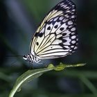 Black & White Butterfly