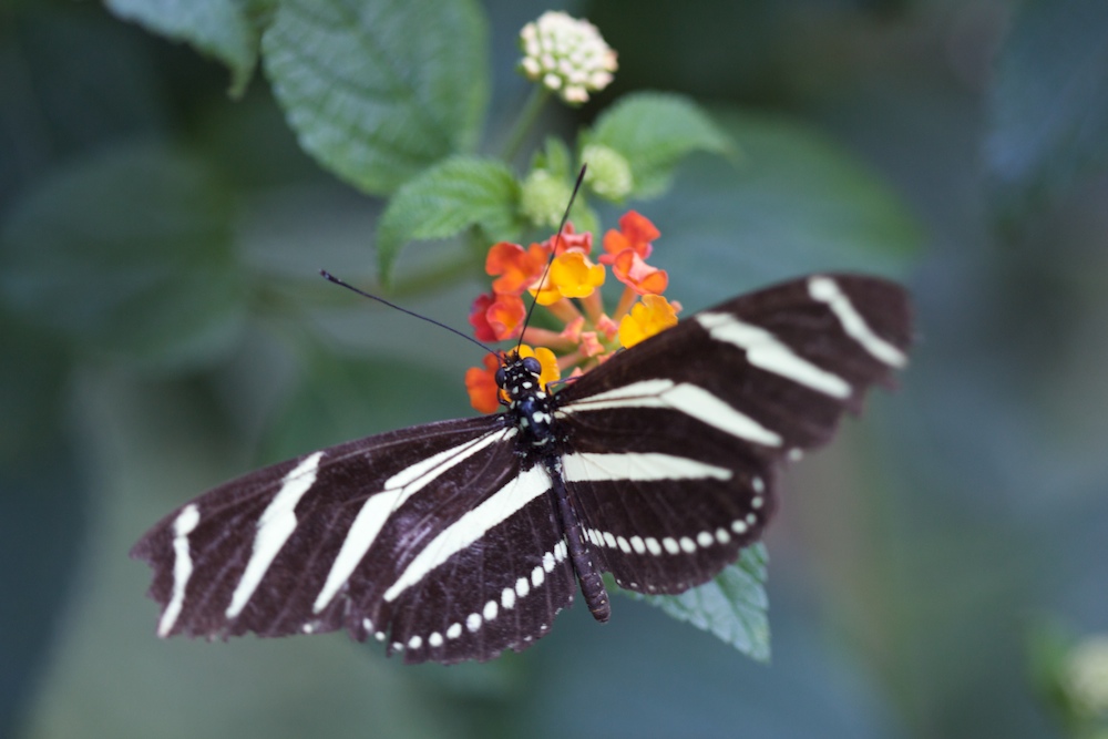 Black & White Butterfly ...