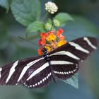 Black & White Butterfly ...
