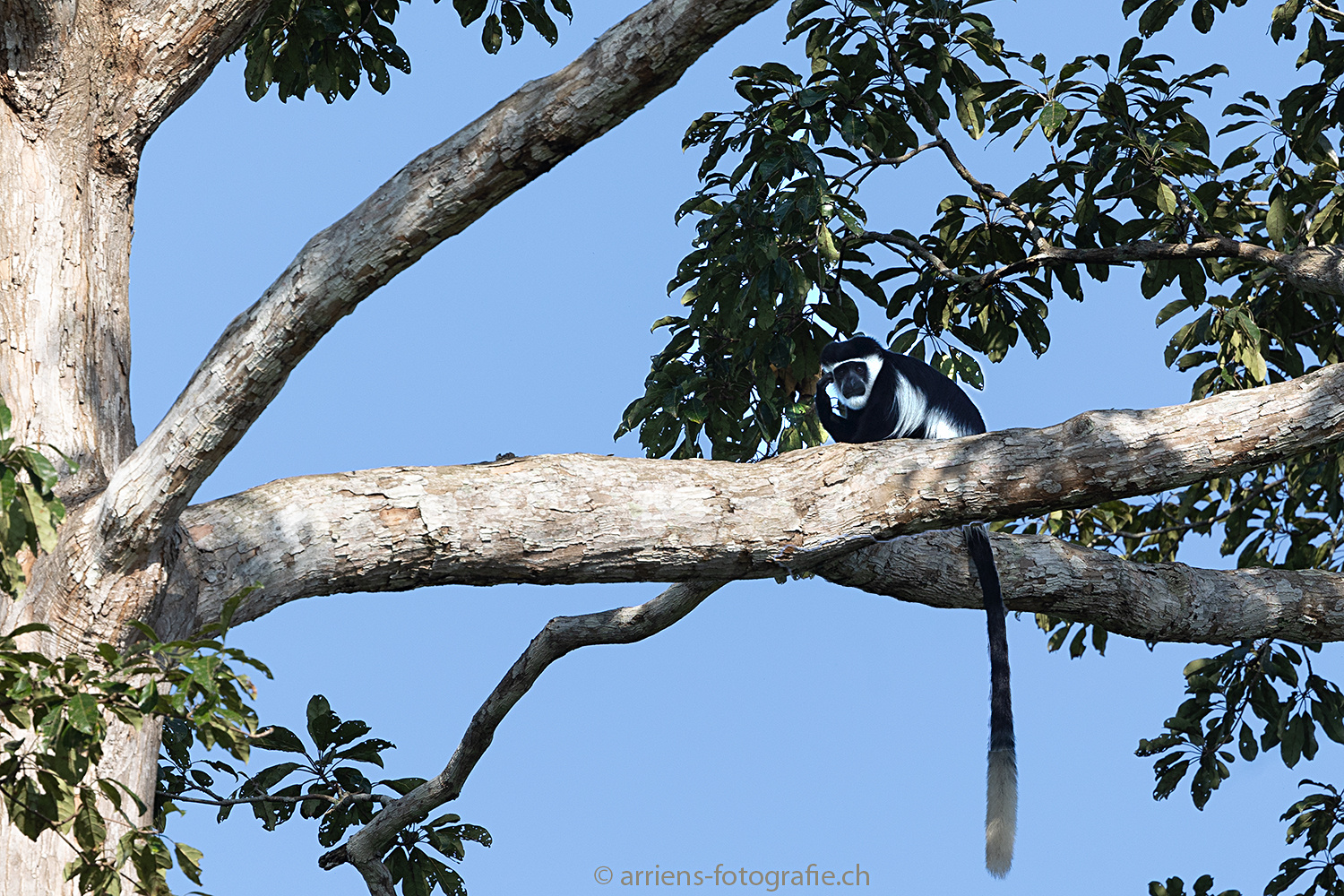 Black & White Colobus Monkey