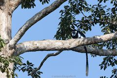 Black & White Colobus Monkey