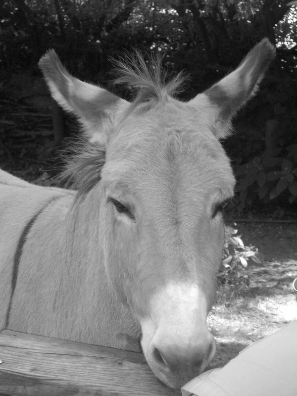 black white donkey