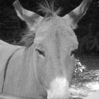 black white donkey