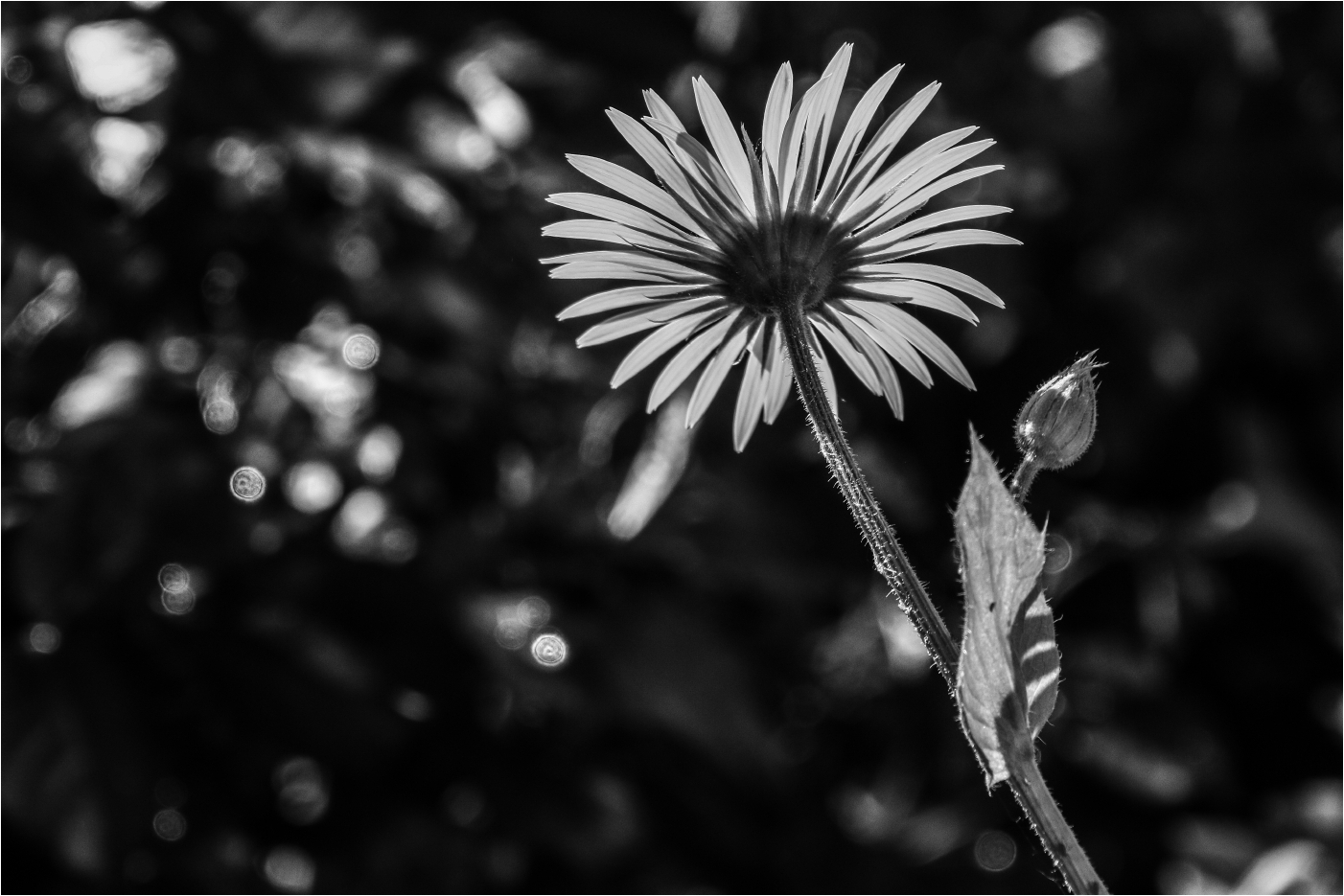 Black & White Flower