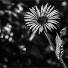 Black & White Flower