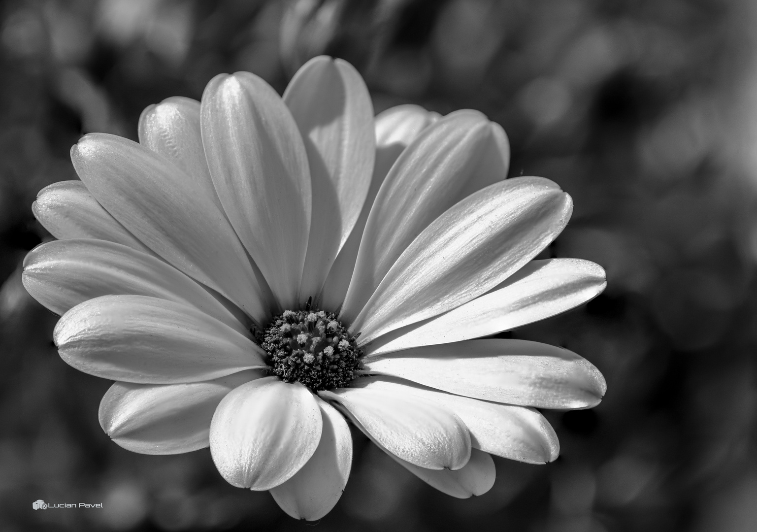 Black & White Flower