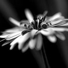 black white flower